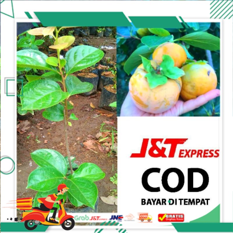 PAKET MURAH 3 Bibit Kesemek Lokal Hasil Cangkok super Unggul Murah tinggi 80 cm