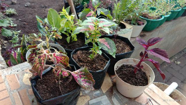 No 20 Tanaman Hias Miana/coleus/iler/jawer Kotok