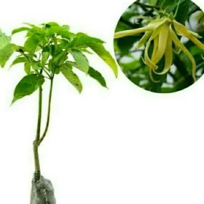 Inp0Rt Bibit Tanaman Bunga Kenanga Putih Atau Kantil Putih