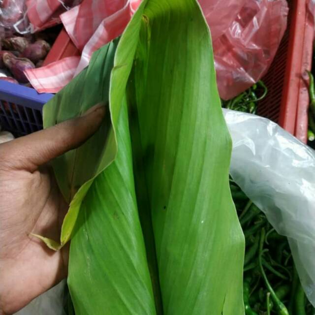 

Daun kunyit super