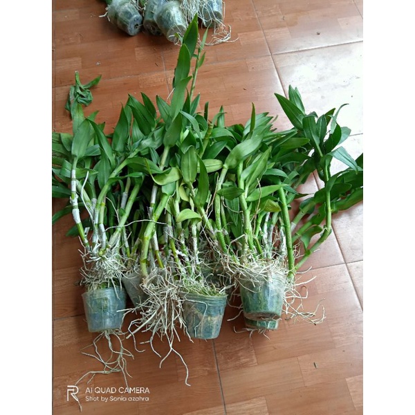 Anggrek dendrobium Rimbun