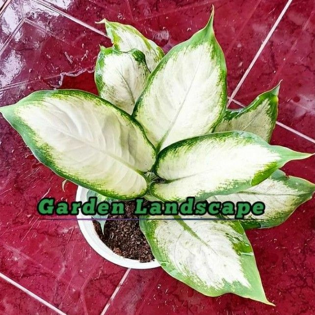 Tanaman Hias Aglonema Blanceng Susu - Aglonema Blanceng Tisue