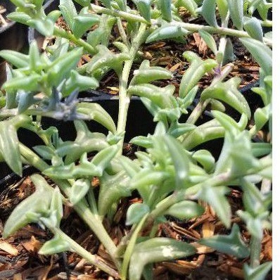 Sukulen String of Dolphin / Senecio Peregrinus