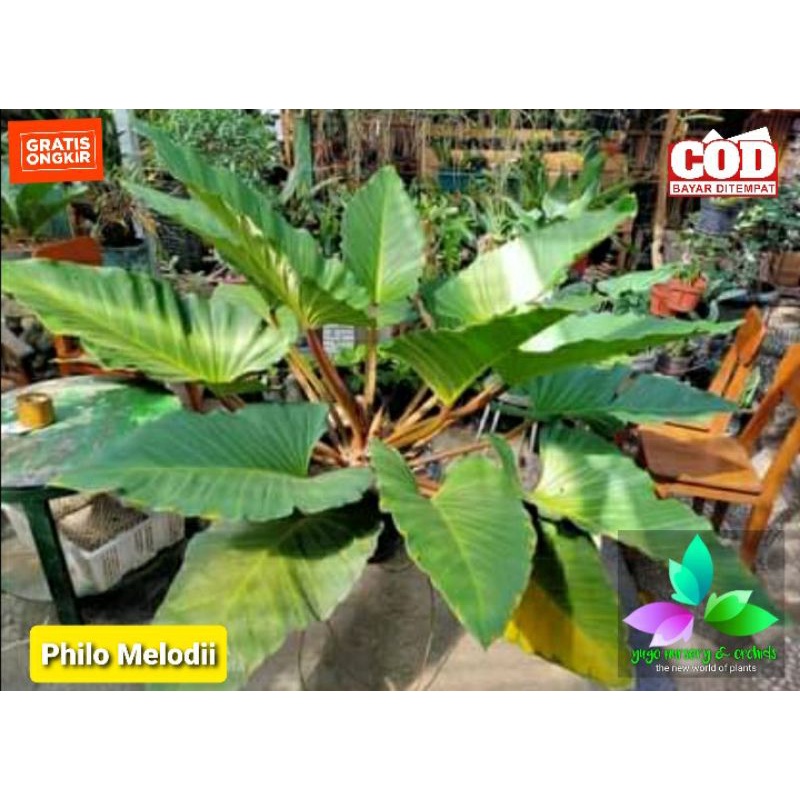 Philo melonii JUMBO/ Philodendron Melodii SIAP PAJANG/ pilo melodi
