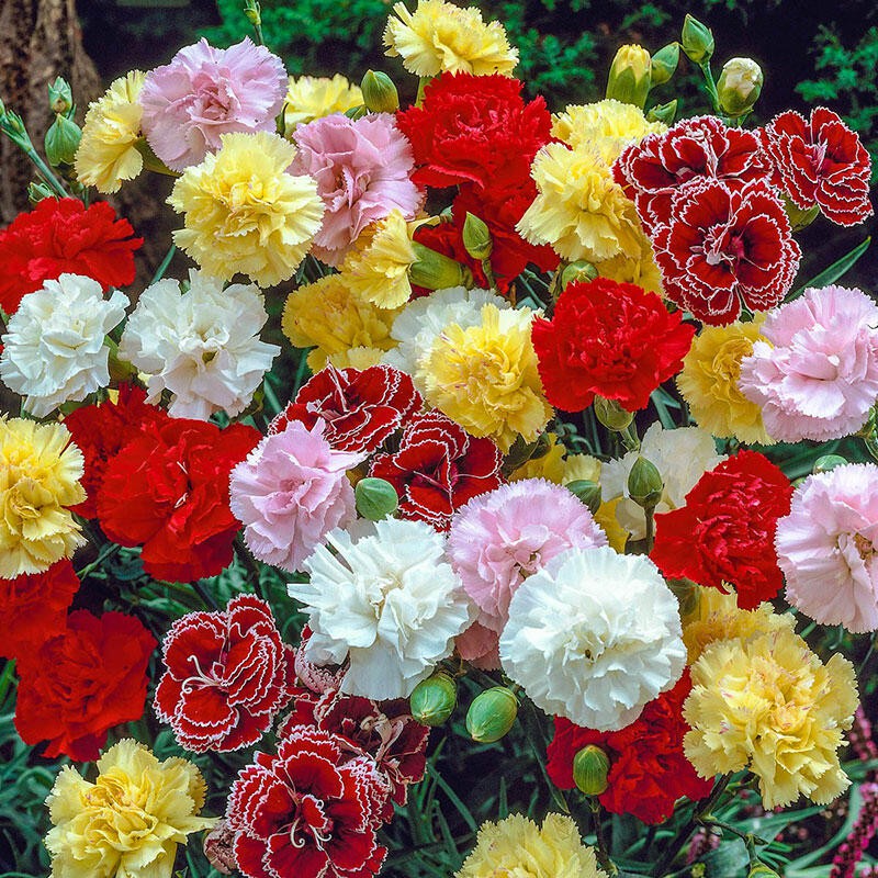 Benih Bibit Biji - Bunga Carnation Choice Double Mixed Flower Seeds - IMPORT