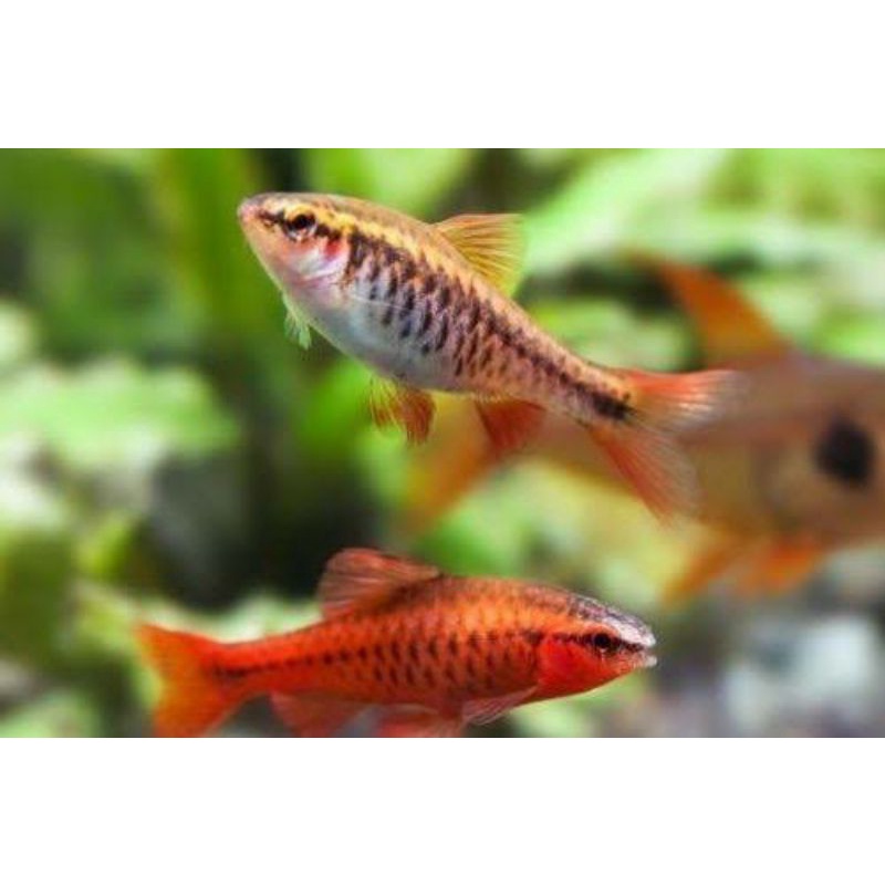 ikan hias Cherry barb