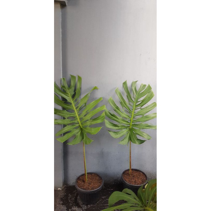 Monstera Deliciosa Jumbo