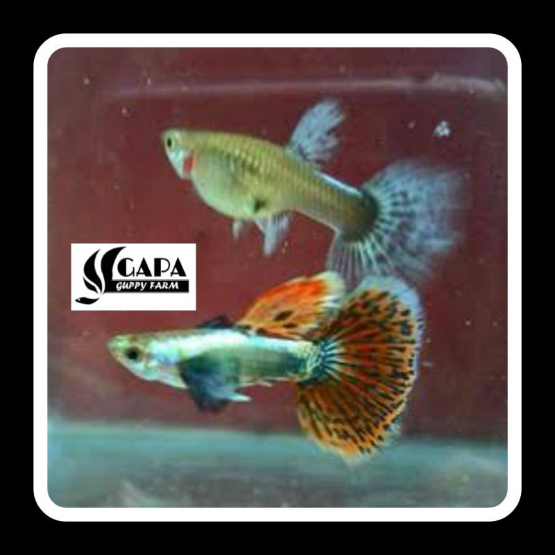Indukan Guppy Platinum Red Mozaik Dumbo Ear (PRMDE) Sepasang Berkualitas