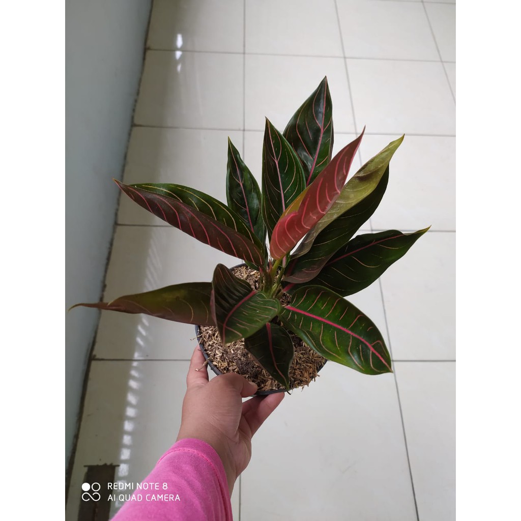 Tanaman Hias Indoor aglonema Aglaonema black Sumatra