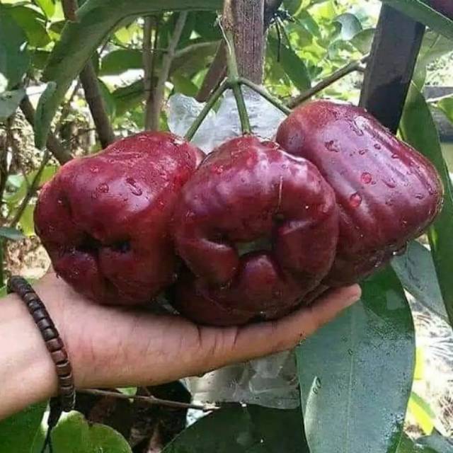 Bibit jambu air dalhari super manis