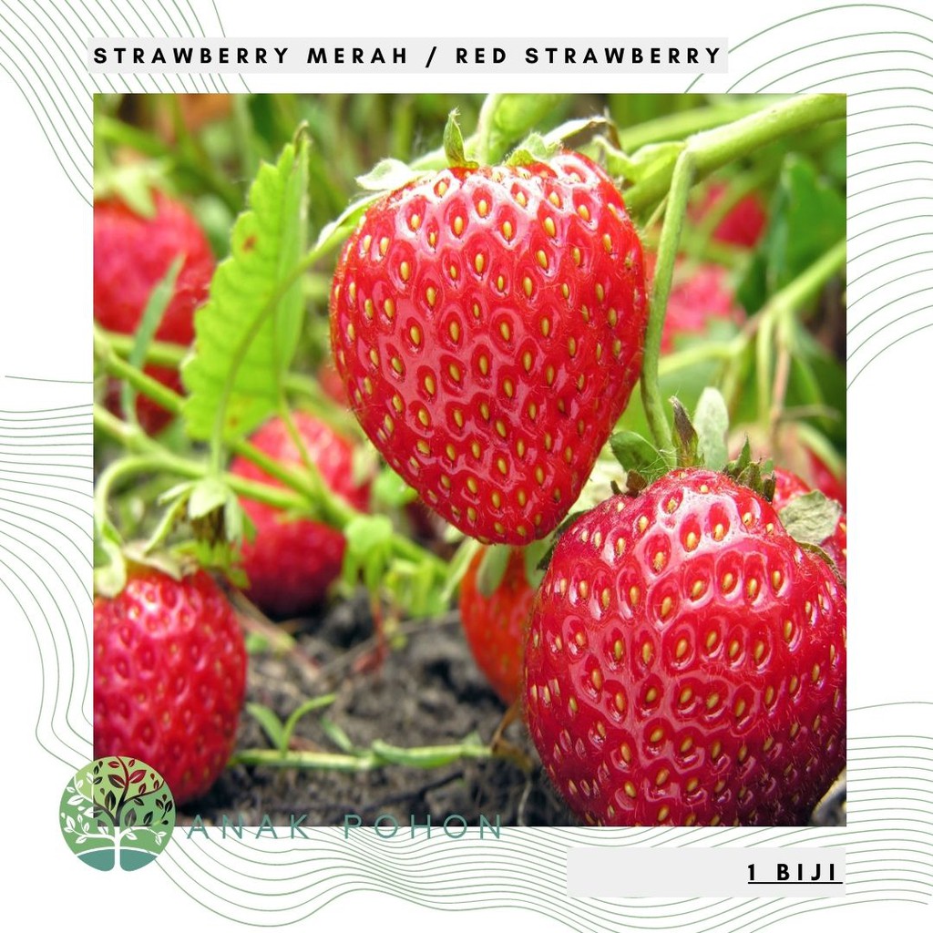 Benih Bibit Biji - Tanaman Buah Strawberry Merah Red Strawberry Seeds - IMPORT