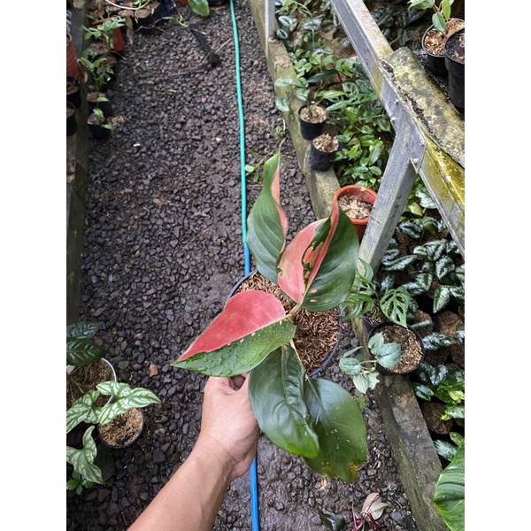 aglonema kochin belang