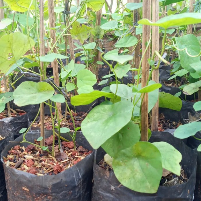 tanaman herbal cincau bulu/tanaman cincau bulu/cincau herbal