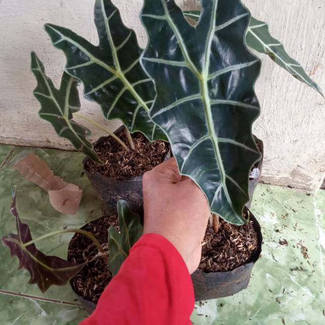 Pohon hias keladi tengkorak super