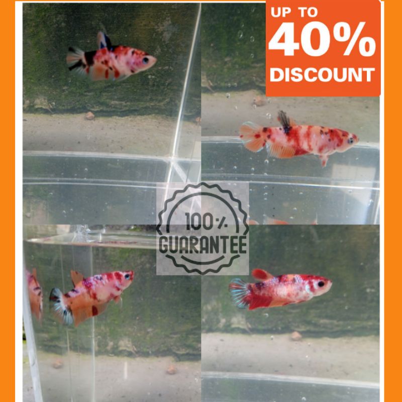 CUPANG HIAS PLAKAT NEMO FEMALE KOI RANDOM ANTI CELLO