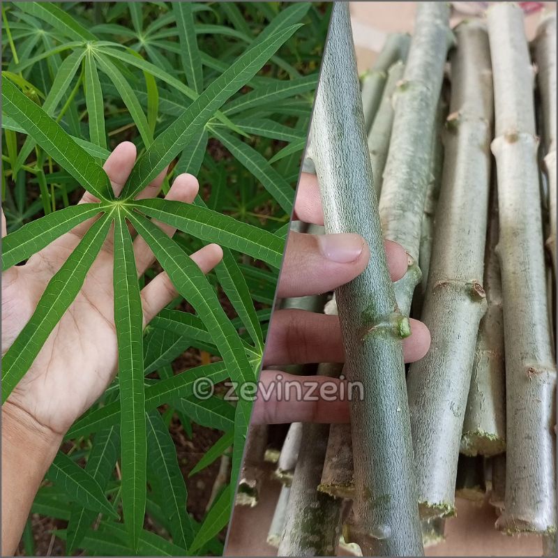 

Bibit Stek Singkong Sayur Daun Sempit | DAUN SINGKONG SAYUR