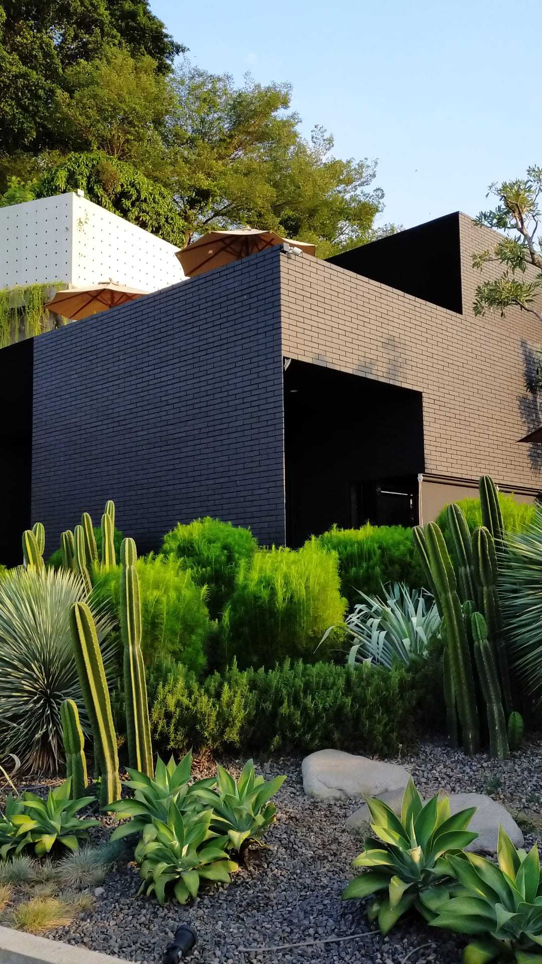 Bibit Tanaman Keladi Bibit Bunga Keladi