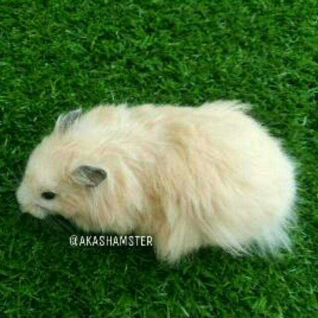 Hamster Syrian Lh Gosend Shopee Indonesia