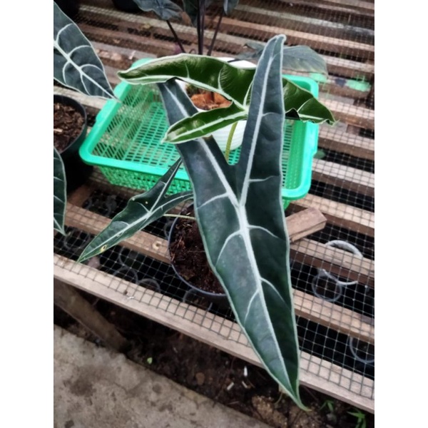 ALOCASIA LONGILOBA