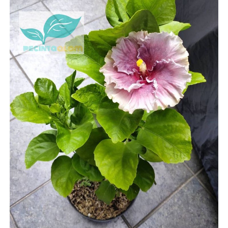 Bibit tanaman hias bunga sepatu ungu/Pohon bunga sepatu ungu