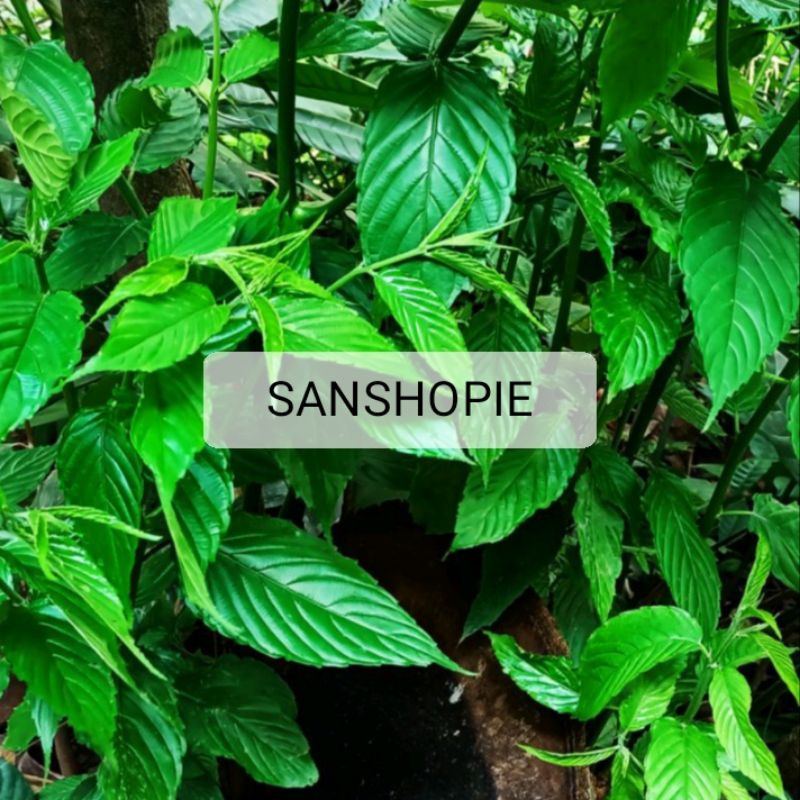 

Daun Kayu Afrika segar 500 gram