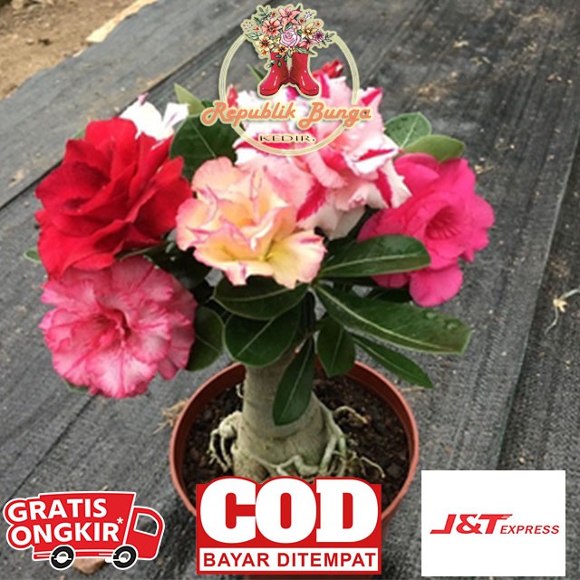 Termurah Biji/Seed Adenium Bunga Tumpuk Hasil Silangan
