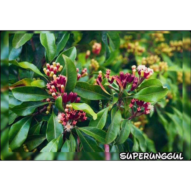 Bibit Tanaman Cengkeh Zanzibar Premium