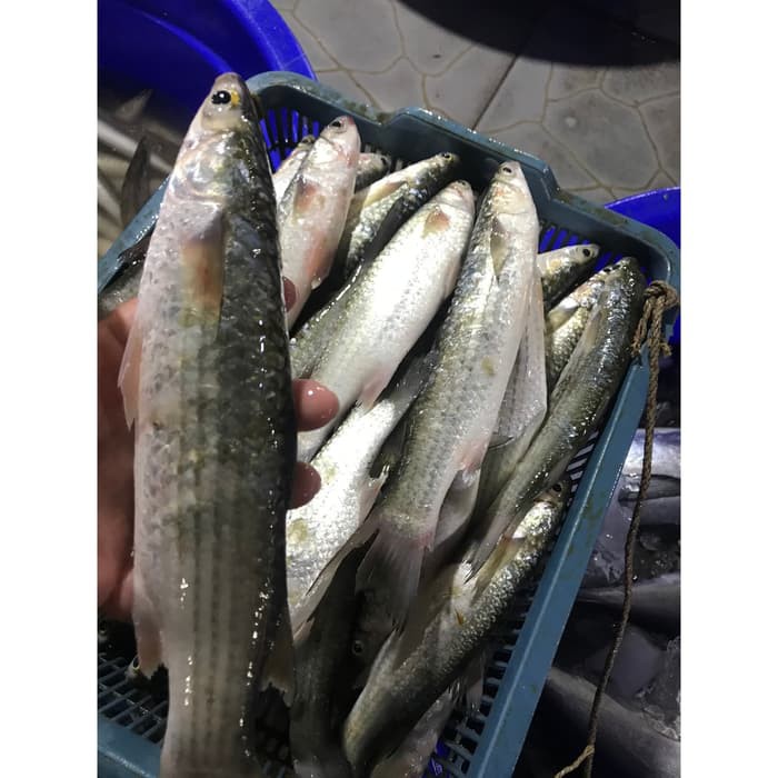 

Ikan Belanak Segar 1KG