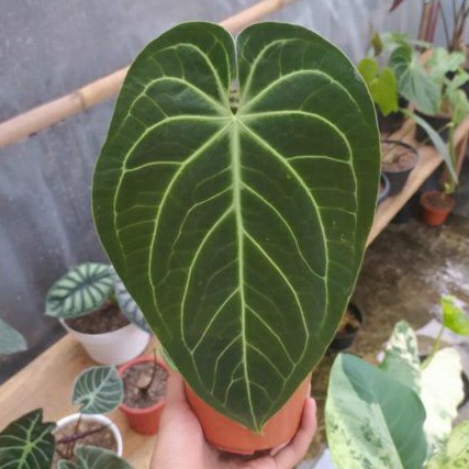 anthurium kuping gajah norte - kuping gajah magnificum norte