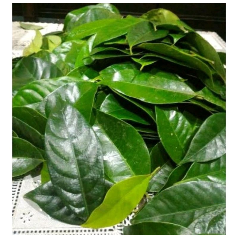 

daun pala segar 100gr termurah