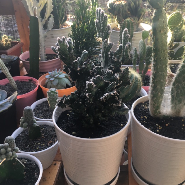 kaktus ownroot besar