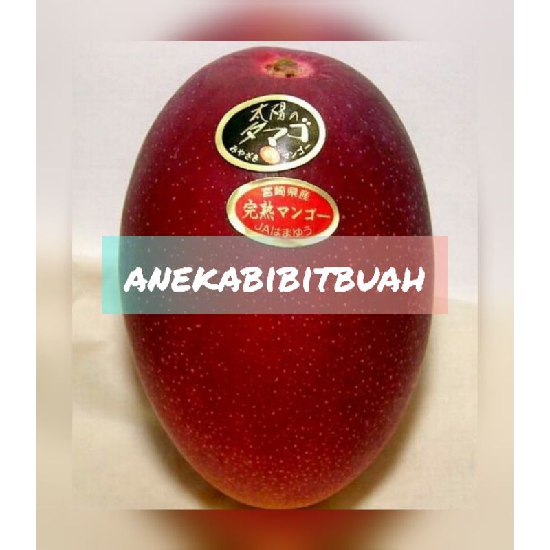 BIBIT MANGGA MIYAZAKI