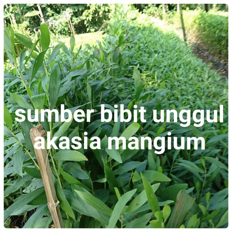 bibit akasia mangium