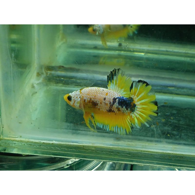 Yellow fancy | Male Kuntai | Cupang Yellow fancy