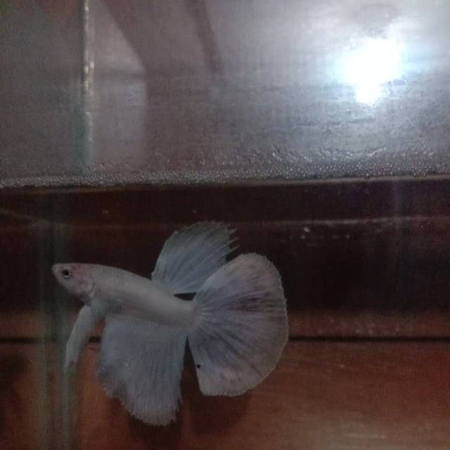 Cupang HM White Platinum