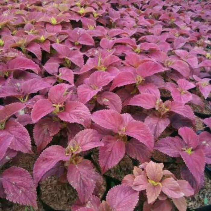 Pohon Hias Miyana Tanaman hias miyana Pohon herbal miyana