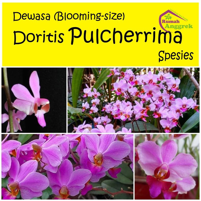 Doritis Pulcherrima Dewasa spesies anggrek langka pulcherima phalaenopsis biru pink merah