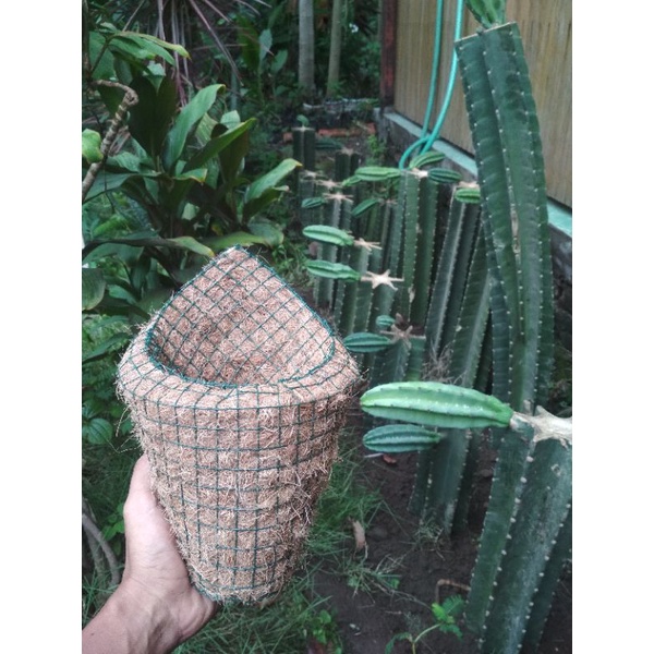 (D.14cm) Pot serabut kelapa keong kerucut tempel dinding sabut unik lucu kecil anggrek