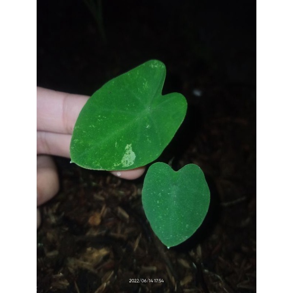 Anakan Colocasia sp. Variegata