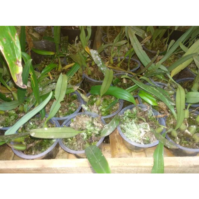 Anggrek Unik Bulbo Ecornutum mini unik bunga cantik