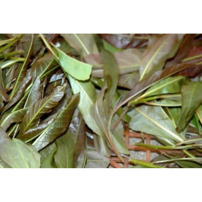 

Daun putat muda /200gr