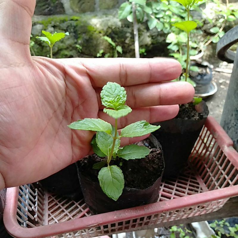 Bibit Daun Mint (Herbal Organik)