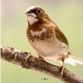 burung emje/emprit jepang sepasang jantan dan betina