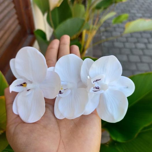 Semanggi bunga anggrek lateks