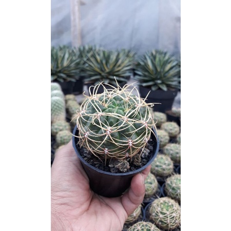 Kaktus // Gymno Monvile Ownroot