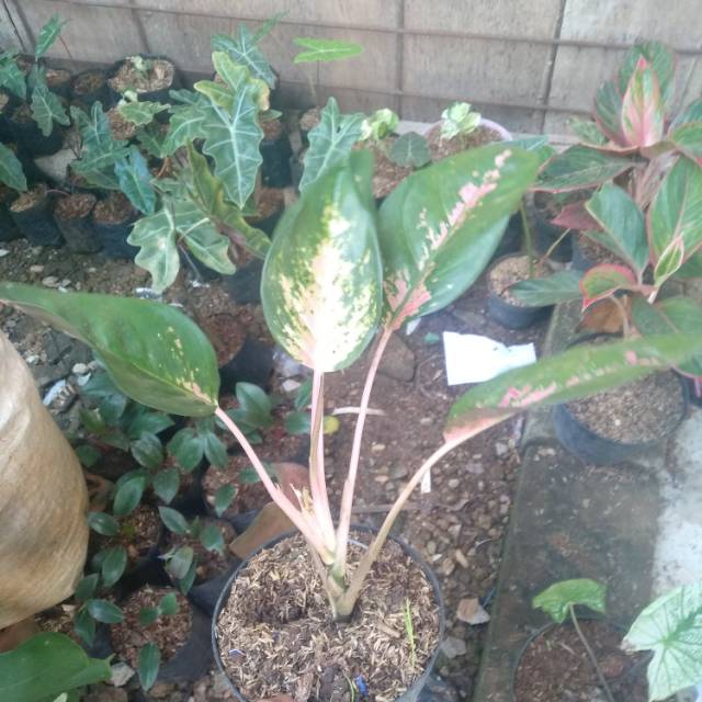 Tanaman hias Aglonema Big roy hijau - aglonema bigroy hijau