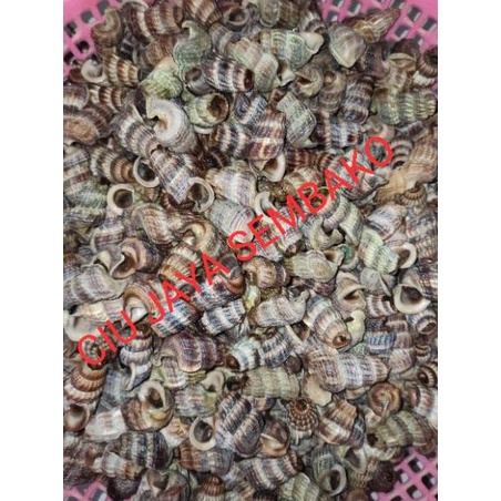 [J-OEW ❤] KEONG NENEK BERSIH POTONG BUNTUT / KATANGLO BERSIH / CHAO LO / TUTUT / SIPUT SEDUT / KATAN