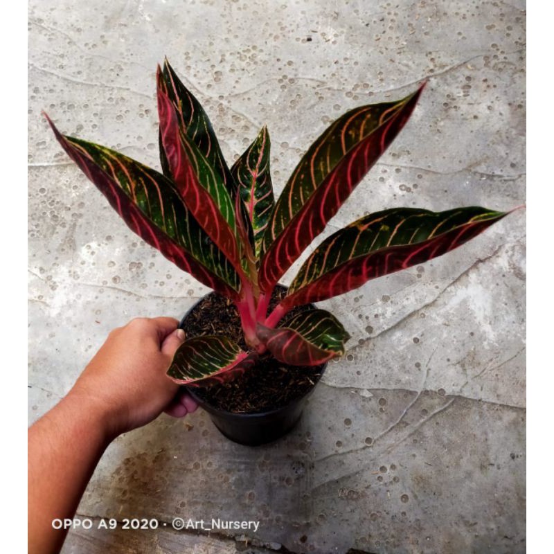 

aglonema red Sumatra POS