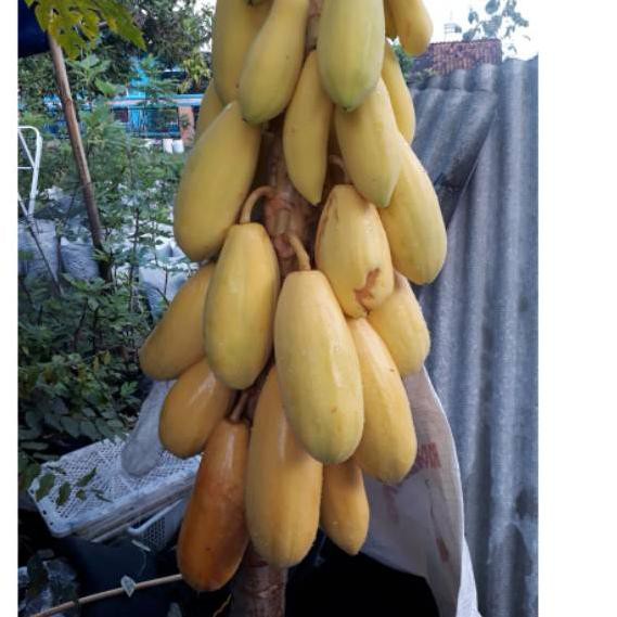 

✴HM Pepaya golden sweet ✦ Super Promo
