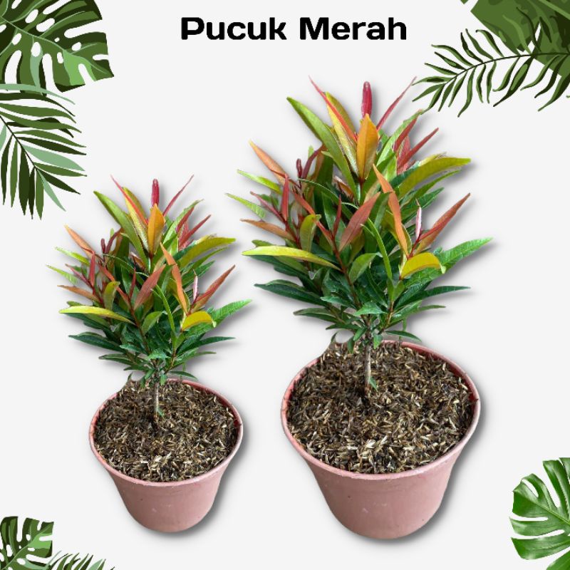 Tanaman pohon Daun Pucuk Merah - Pucuk Merah 20/50 Cm